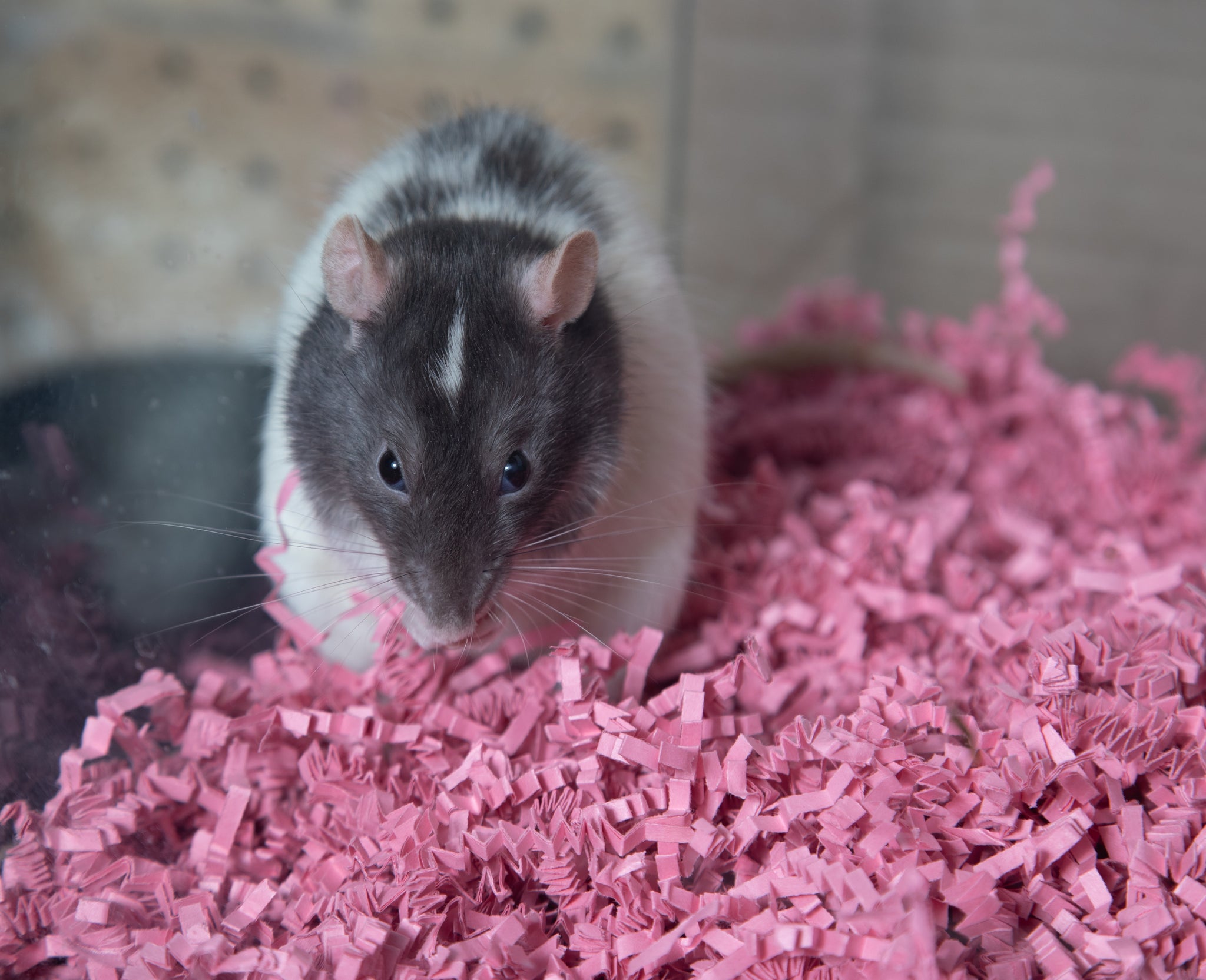 Eco bedding clearance for rats